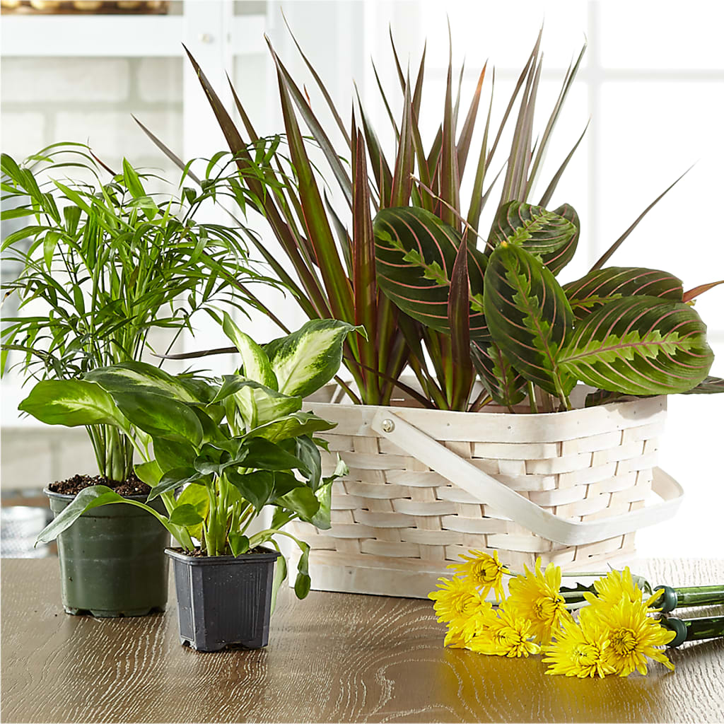 Florist Designed Blooming and Green Plants in a Basket – Print A Bunch Florists, Orleans ON