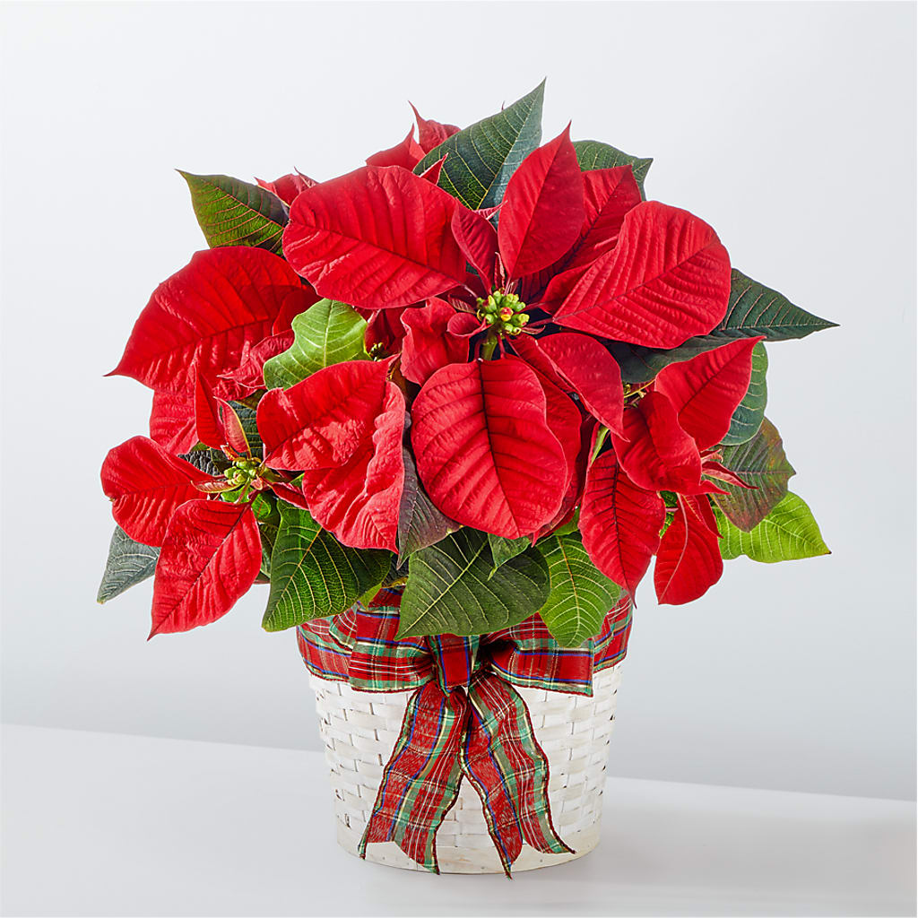 Happiest Holidays Poinsettia – Print A Bunch Florists, Orleans ON