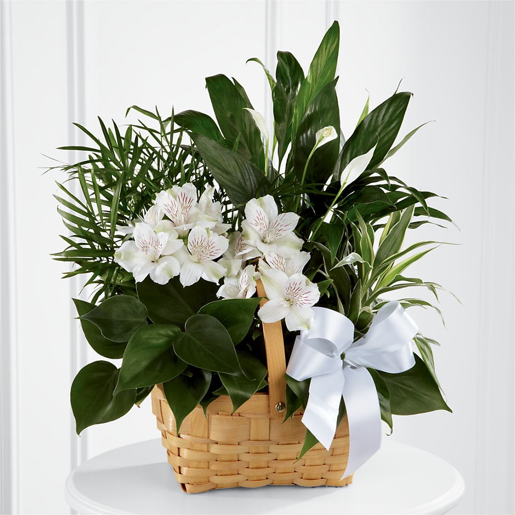 Peace & Serenity Dishgarden – Print A Bunch Florists, Orleans ON