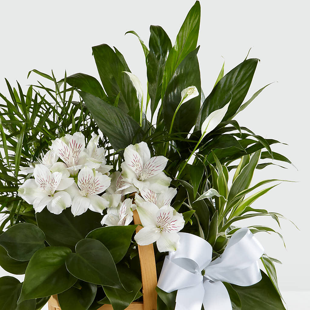 Peace & Serenity Dishgarden – Print A Bunch Florists, Orleans ON