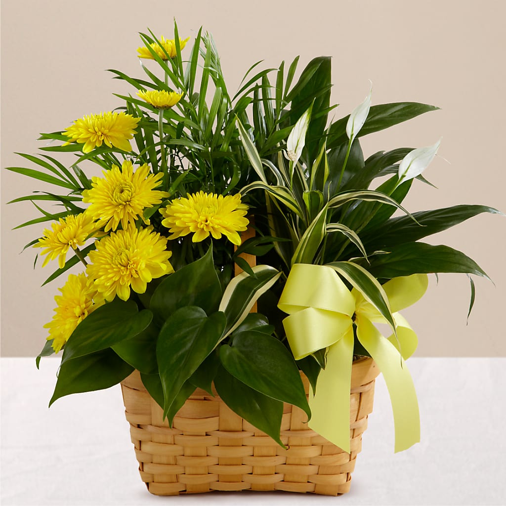 Loving Light Dishgarden – Print A Bunch Florists, Orleans ON