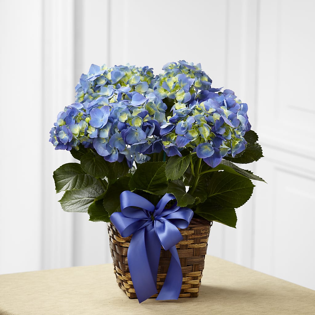 Blue Hydrangea Planter – Print A Bunch Florists, Orleans ON