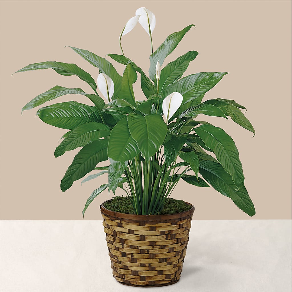 Tranquil Moments Peace Lily Plant – Print A Bunch Florists, Orleans ON