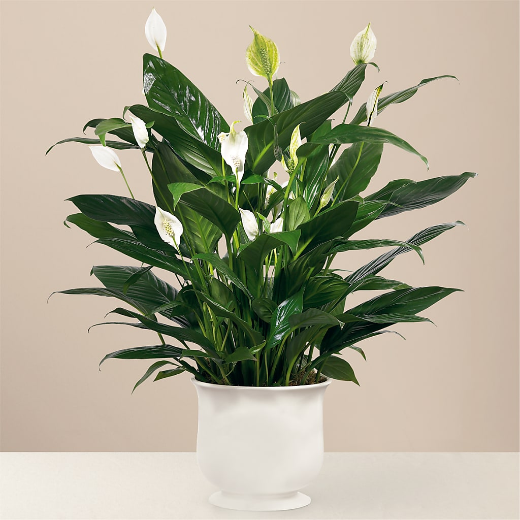 Comfort Planter – Print A Bunch Florists, Orleans ON