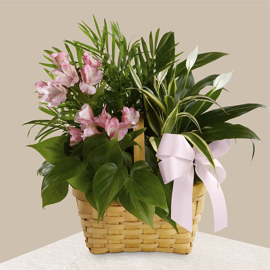 Living Spirit Dishgarden – Print A Bunch Florists, Orleans ON