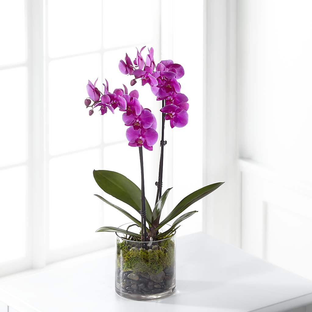 Pink Orchid Plant – Print A Bunch Florists, Orleans ON