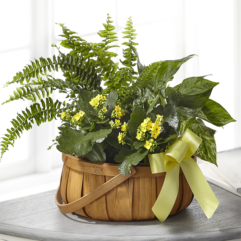 Always Dear Dishgarden – Print A Bunch Florists, Orleans ON