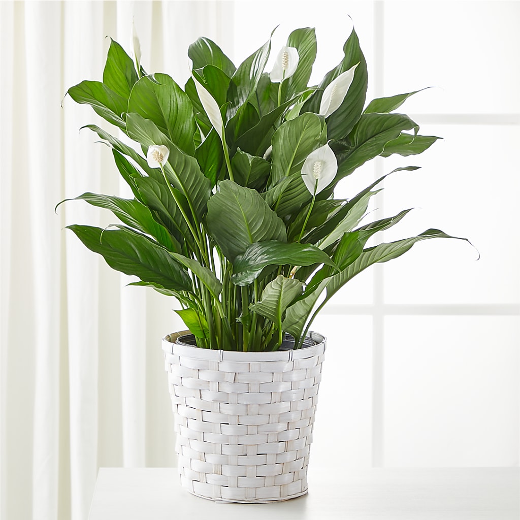 A New Leaf Peace Lily – Print A Bunch Florists, Orleans ON