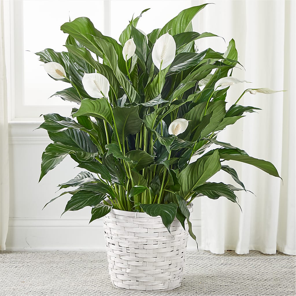 A New Leaf Peace Lily – Print A Bunch Florists, Orleans ON