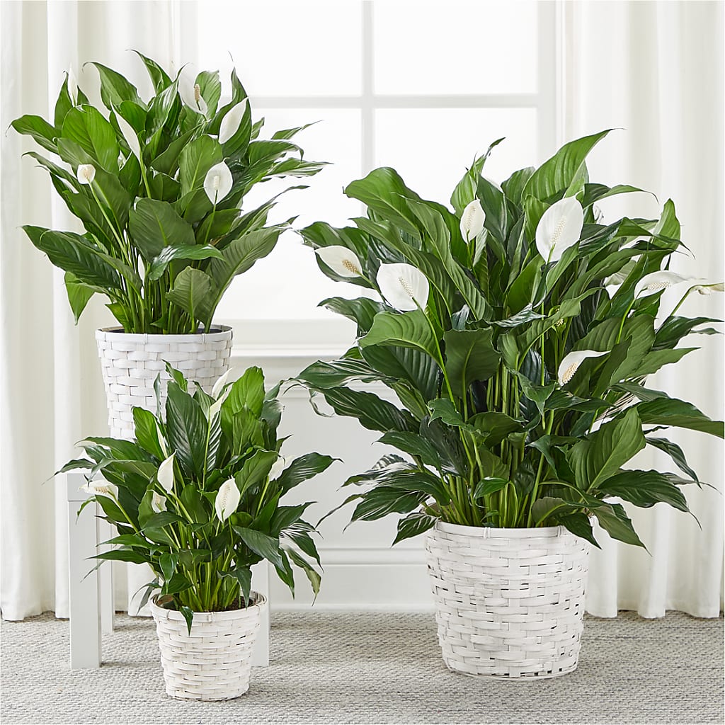 A New Leaf Peace Lily – Print A Bunch Florists, Orleans ON