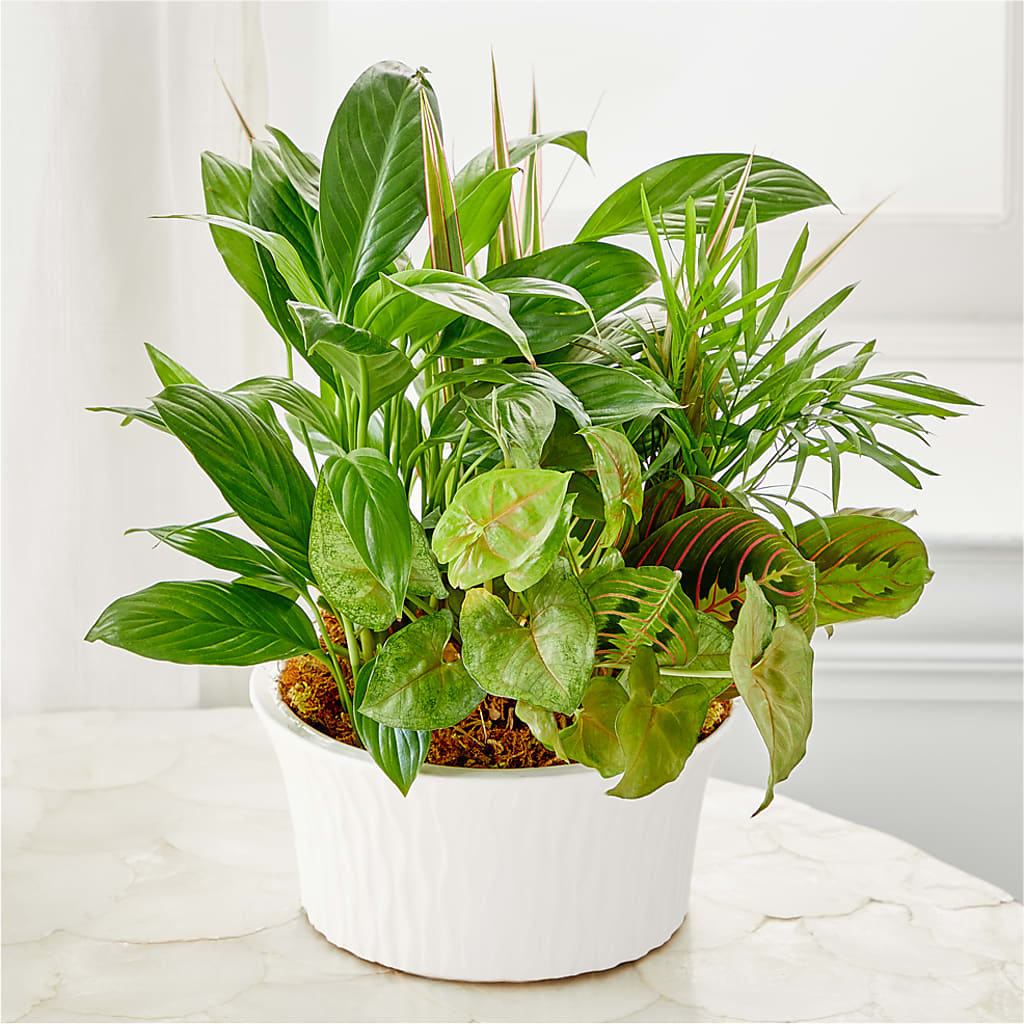 Balance & Harmony Dishgarden – Print A Bunch Florists, Orleans ON