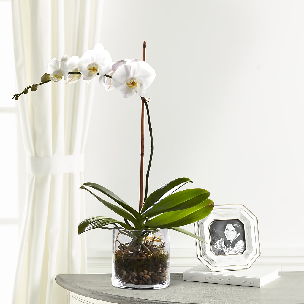 White Orchid Planter – Print A Bunch Florists, Orleans ON