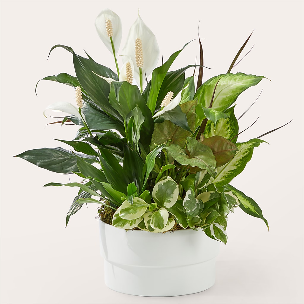 Radiating Positivity Dishgarden – Print A Bunch Florists, Orleans ON
