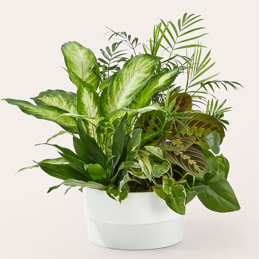 Radiating Positivity Dishgarden – Print A Bunch Florists, Orleans ON