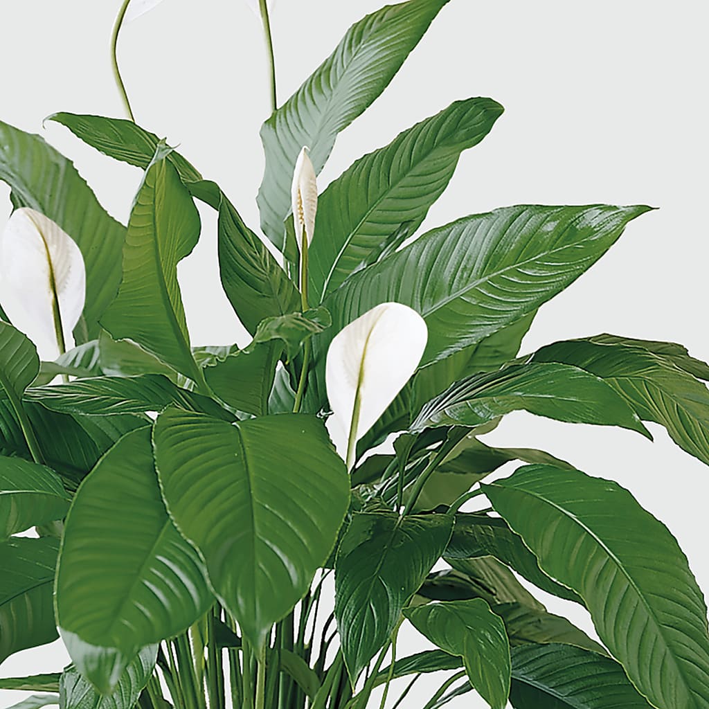 Tranquil Moments Peace Lily Plant –  Print A Bunch Florists, Orleans ON