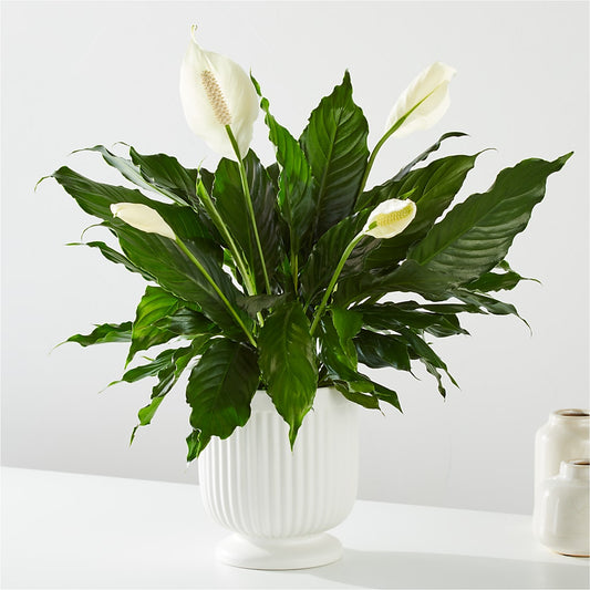 Comfort Planter –  Print A Bunch Florists, Orleans ON