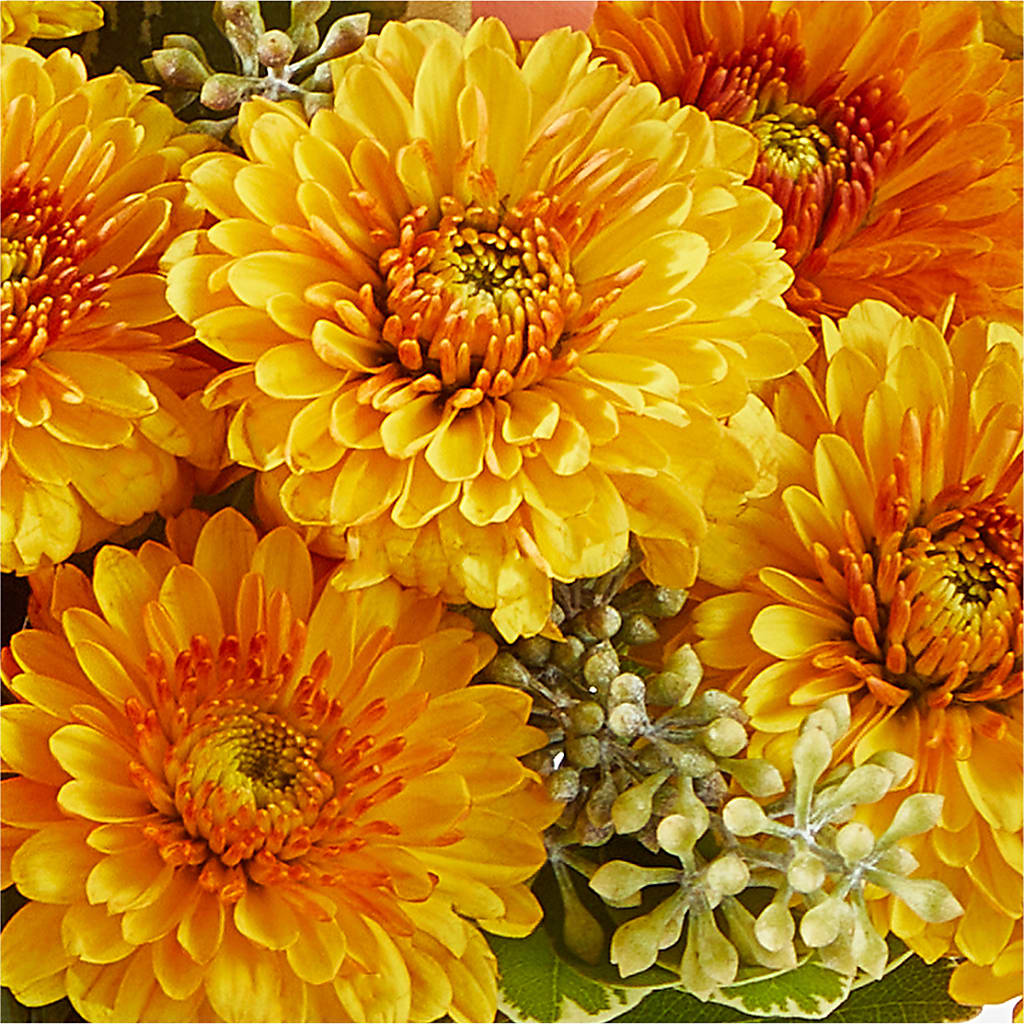Peachy Pumpkin –  Print A Bunch Florists, Orleans ON