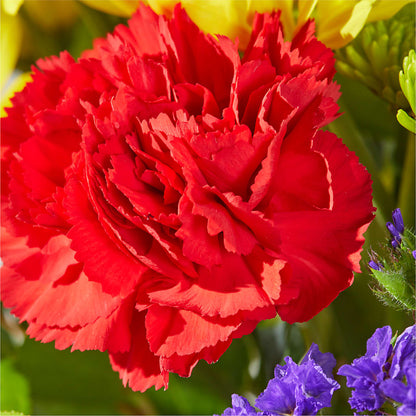 Brighter Days Bouquet –  Print A Bunch Florists, Orleans ON