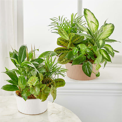 Balance & Harmony Dishgarden –  Print A Bunch Florists, Orleans ON