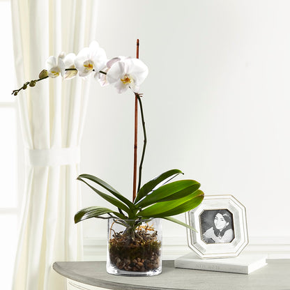 White Orchid Planter –  Print A Bunch Florists, Orleans ON